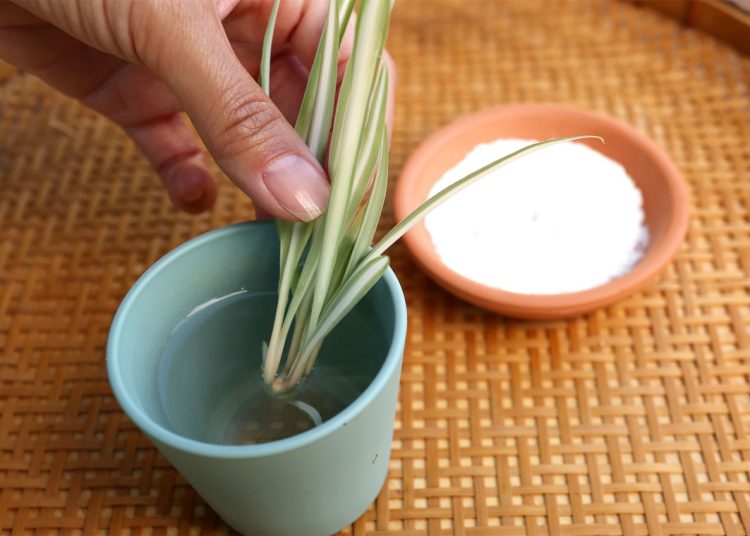 Which is better rooting gel or powder?