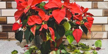 Why Is My Poinsettia Dropping Leaves?