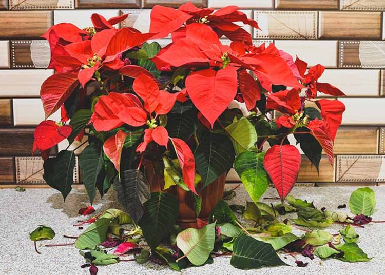 Why Is My Poinsettia Dropping Leaves?