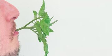 does saliva work as a rooting hormone