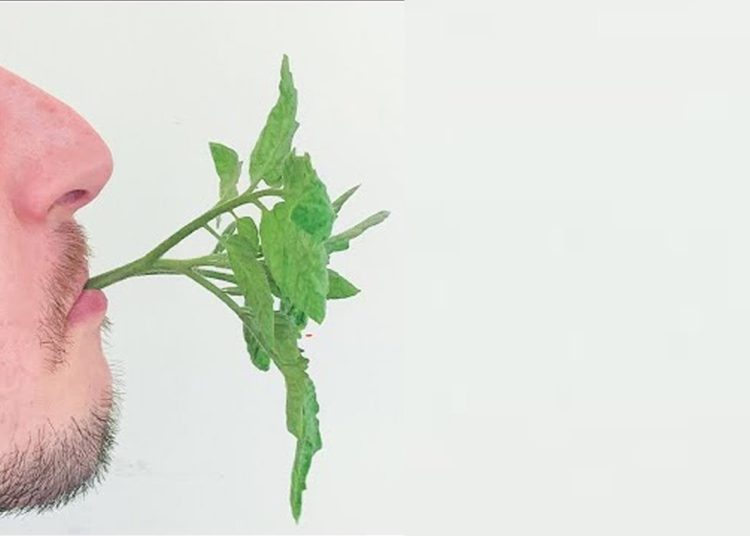 does saliva work as a rooting hormone