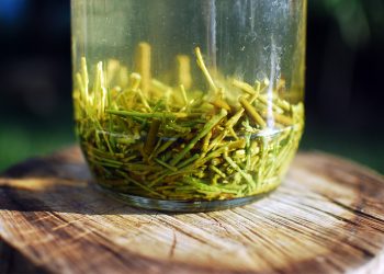 does willow work as a rooting hormone?