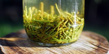 does willow work as a rooting hormone?