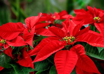 How long do poinsettias last