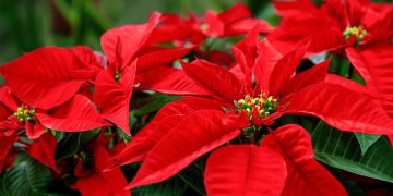 How long do poinsettias last