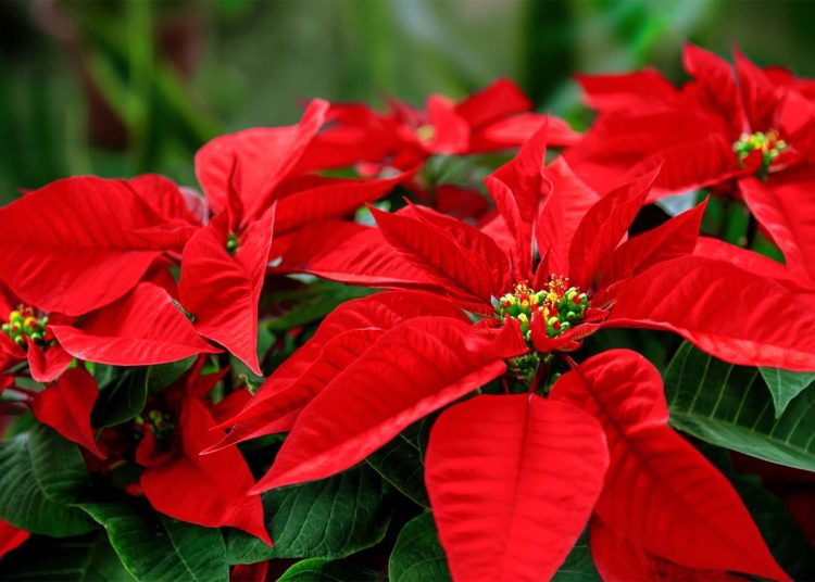 How long do poinsettias last