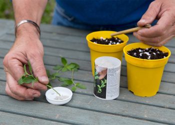 how to use rooting powder