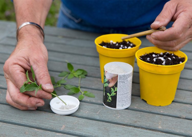 how to use rooting powder