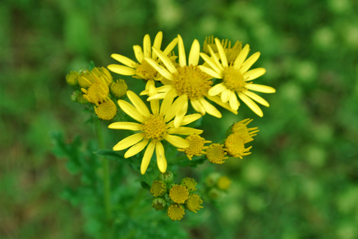 ragwort Flowering