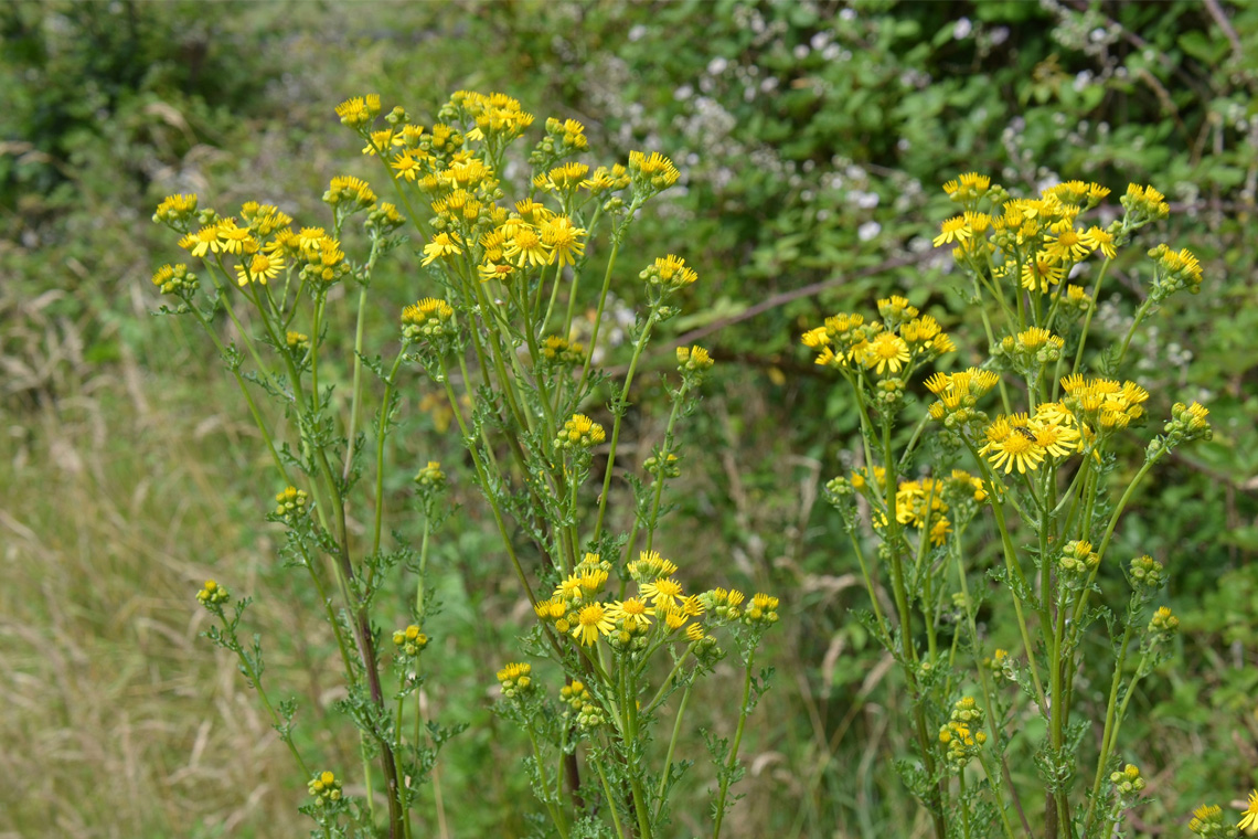 ragwort Stem and Height