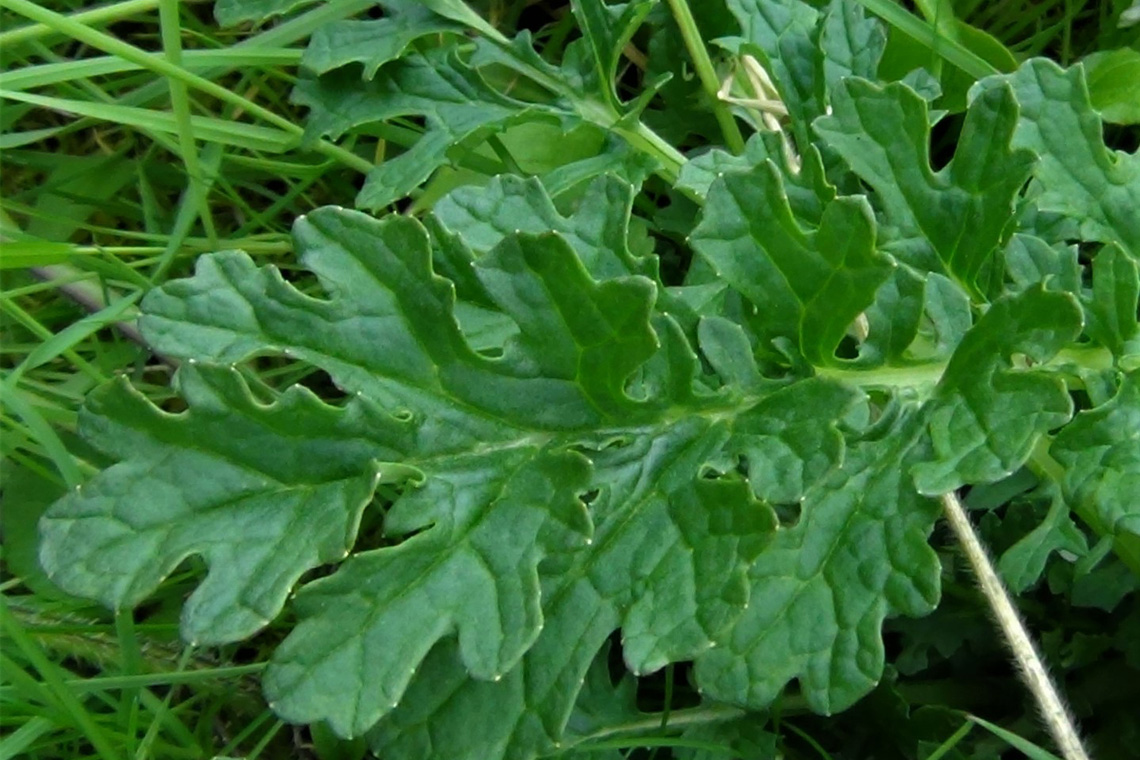ragwort leaf shape