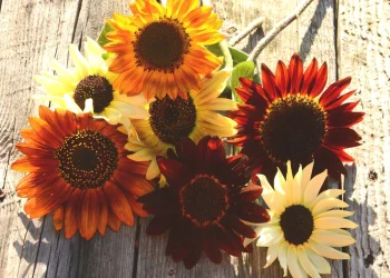 10 TYPES OF SUNFLOWERS YOU CAN GROW IN YOUR GARDEN