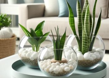 WHERE TO PLACE A SNAKE PLANT FOR GOOD LUCK?