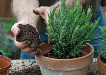 ARE COFFEE GROUNDS GOOD FOR LAVENDER?