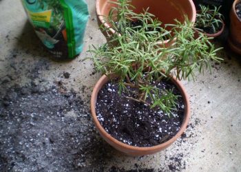 ARE EGGSHELLS GOOD FOR LAVENDER PLANTS?