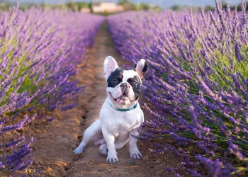 ARE LAVENDER PLANTS TOXIC TO DOGS?