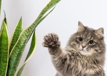 ARE SNAKE PLANTS TOXIC TO CATS?