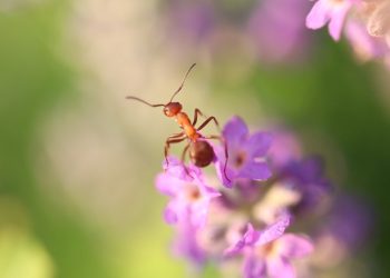DOES LAVENDER KEEP ANTS AWAY?