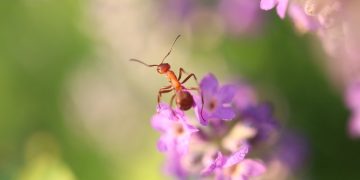 DOES LAVENDER KEEP ANTS AWAY?