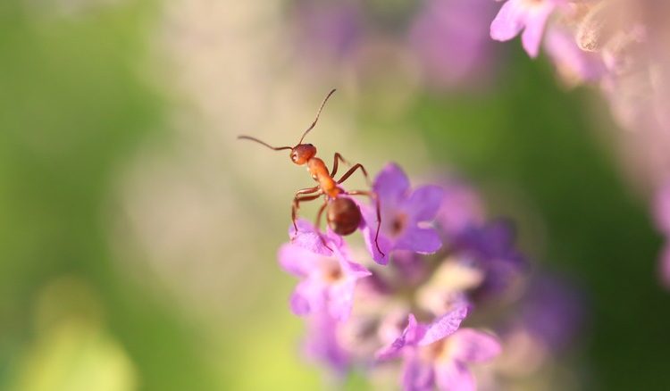 DOES LAVENDER KEEP ANTS AWAY?