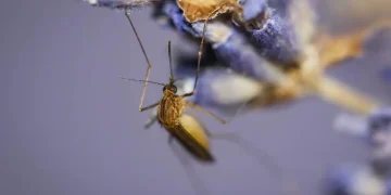 DOES LAVENDER REPEL MOSQUITOES?