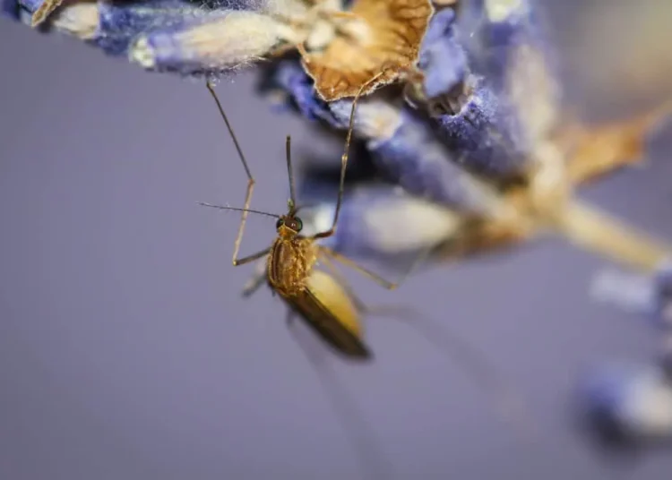 DOES LAVENDER REPEL MOSQUITOES?