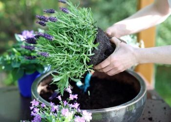 HOW TO GROW LAVENDER