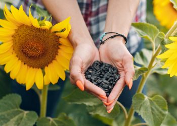 HOW TO HARVEST SUNFLOWER SEEDS: A COMPLETE GUIDE