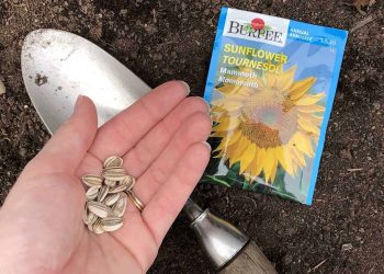 HOW TO PLANT SUNFLOWER SEEDS: A STEP-BY-STEP GUIDE