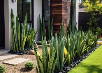 CAN AN A SNAKE PLANT LIVE OUTSIDE?