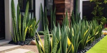 CAN AN A SNAKE PLANT LIVE OUTSIDE?