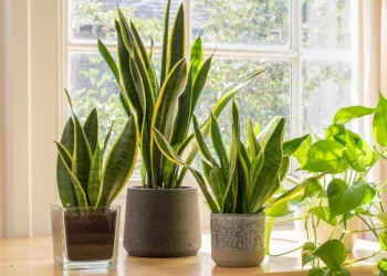WHAT IS A SNAKE PLANT?
