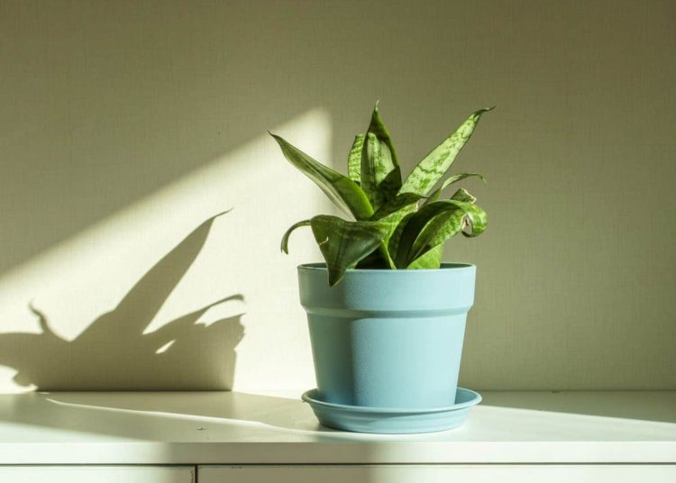 WHY IS MY SNAKE PLANT CURLING? 7 CAUSES & FIXES