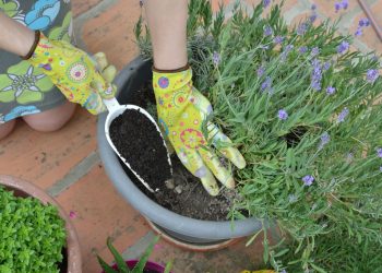 WHAT IS A GOOD FERTILIZER FOR LAVENDER?