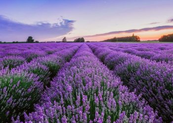 WHEN DOES LAVENDER BLOOM?