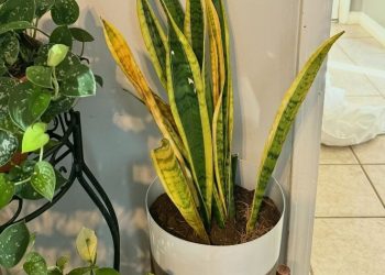 WHY IS MY SNAKE PLANT DYING? 7 COMMON REASONS & FIXES