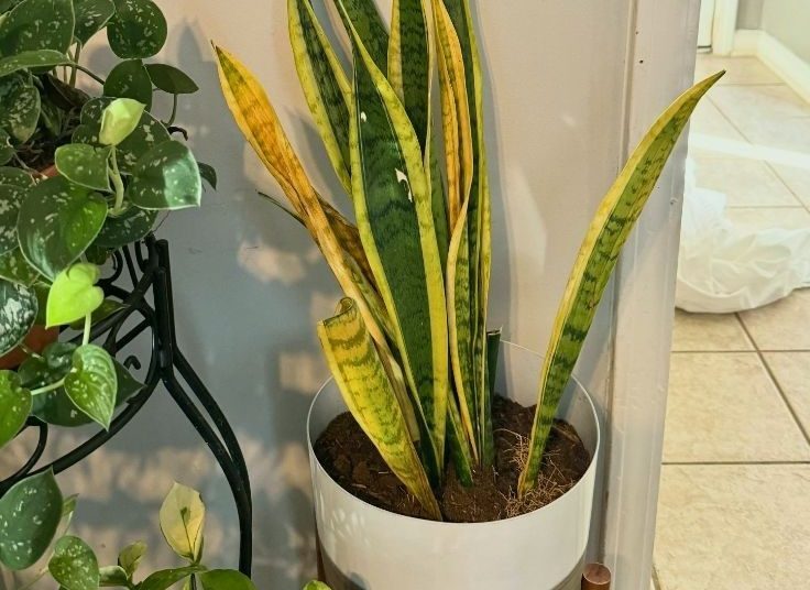 WHY IS MY SNAKE PLANT DYING? 7 COMMON REASONS & FIXES
