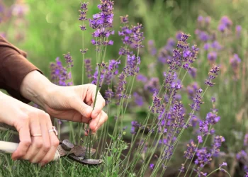 HOW TO PRUNE LAVENDER