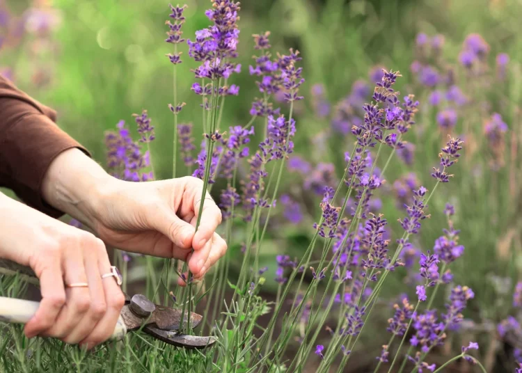 HOW TO PRUNE LAVENDER