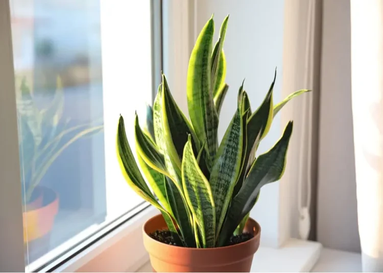 HOW TO REVIVE A SNAKE PLANT