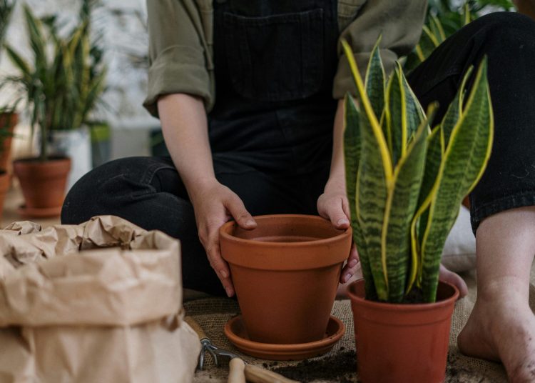 HOW TO REPOT A SNAKE PLANT – COMPLETE STEP-BY-STEP GUIDE