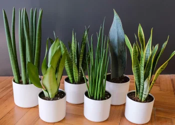 HOW TO PROPAGATE A SNAKE PLANT
