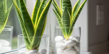 HOW TO GROW SNAKE PLANT IN WATER: A SIMPLE GUIDE