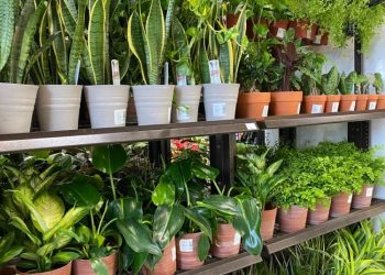 WHERE TO BUY SNAKE PLANT?