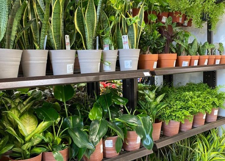 WHERE TO BUY SNAKE PLANT?