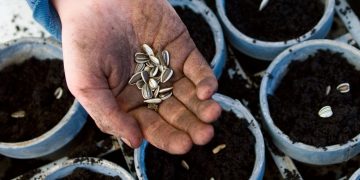 WHEN TO PLANT SUNFLOWER SEEDS: A SEASONAL GROWING GUIDE