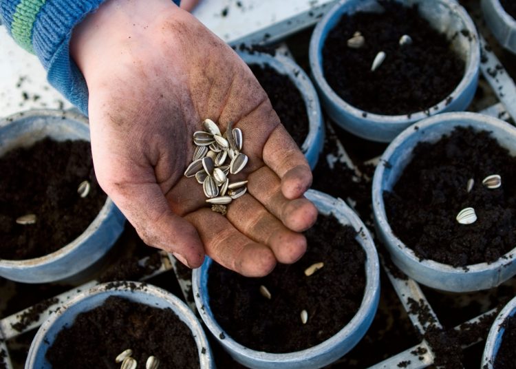WHEN TO PLANT SUNFLOWER SEEDS: A SEASONAL GROWING GUIDE